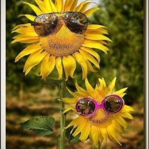 Meet your Posher, Susanna